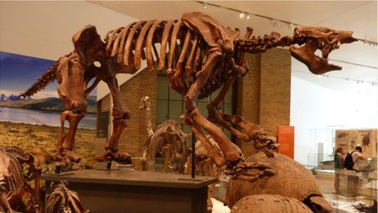 Histoire : le fossile d'un paresseux géant vieux de 12 000 ans retrouvé en Guyane