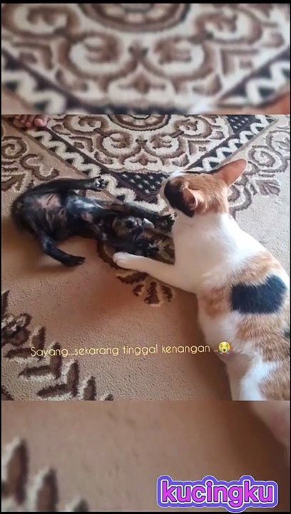 Meong