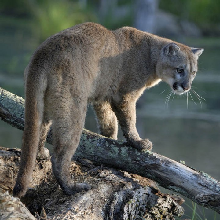 Große Katze läuft in Glastonbury frei herum