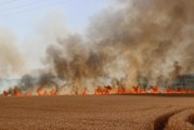 Son dakika haber! Tekirdağ'da çıkan yangında buğday ekili 300 dönüm alan zarar gördü