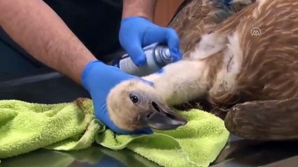 ŞANLIURFA - Yaralı kızıl akbaba 4 aylık tedavi sonrası gökyüzüne kanat açtı