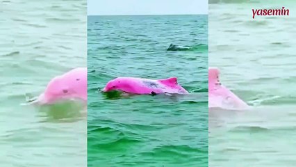 Pembe yunus sosyal medyada viral oldu