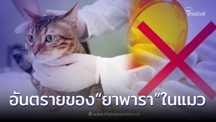 อันตราย!! หยุดป้อนยาพาราให้น้องแมว ผลเสียถึงขั้นเสียชีวิต