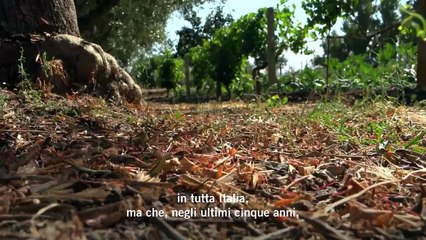 Cavallette in Sardegna, l'esperto: "Fenomeno non nuovo, ecco come si potrebbe combattere"
