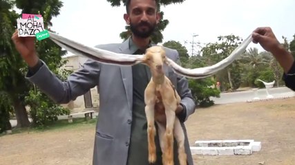 ¡Cabrita con orejas gigantes! - Almohadazo Casero