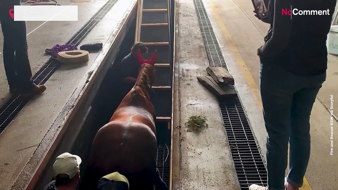 Australia: Firefighters rescue horse from pit in an industrial estate