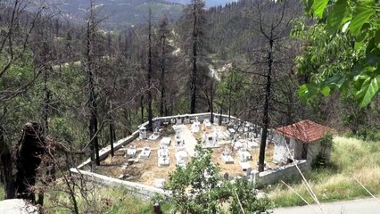 Grèce: sur l'île d'Eubée, la lutte de la nature et des habitants après les incendies