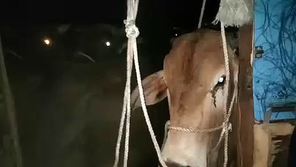 पुलिस ने गोतस्करों से बरामद किया गौवंश