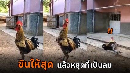 สุดยอดไก่ โชว์พลังขันได้ยาวแบบสุด ๆ จนถึงกับตะลึง กลายเป็นคลิปไวรัลยอดชมกว่า 5 ล้าน