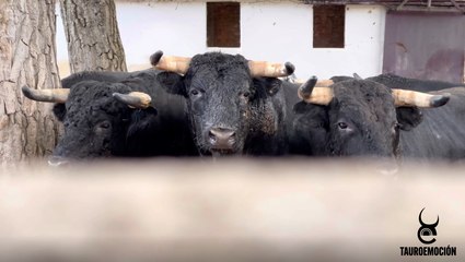 Toros de Luis Albarrán para Burgos