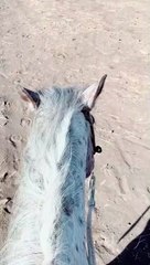 Charlie the Horseback Riding Cat