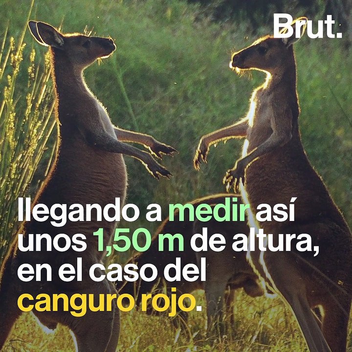 ¿Por qué se pelean los canguros?