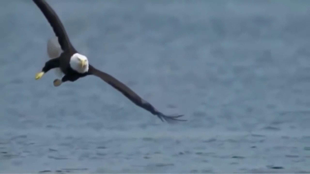 Most Amazing Wild Animals Attacks eagle hunting various animals