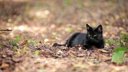 L'énergie Libre De Tesla-j0qY84VWXT8