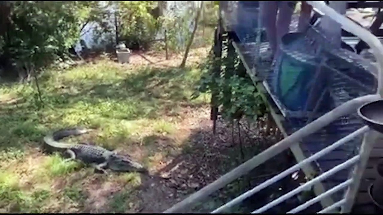 La réaction d'un Australien quand il voit un crocodile dans son jardin est différente de la réaction normale
