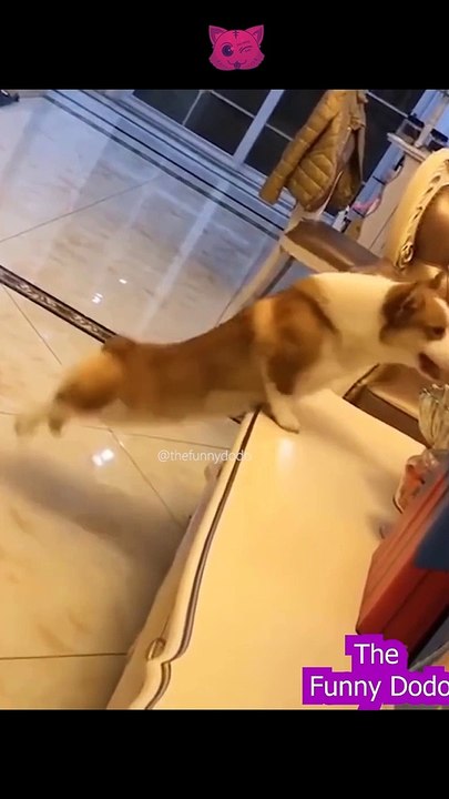 Try not to laugh | Funny animal video 2022 #shorts #cat #dog