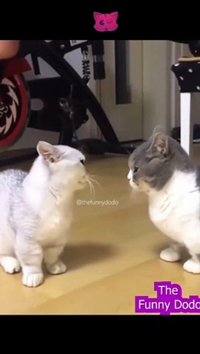 Try not to laugh | Funny animal video 2022 #shorts #cat #dog