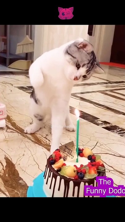 Try not to laugh | Funny animal video 2022 #shorts #cat #dog