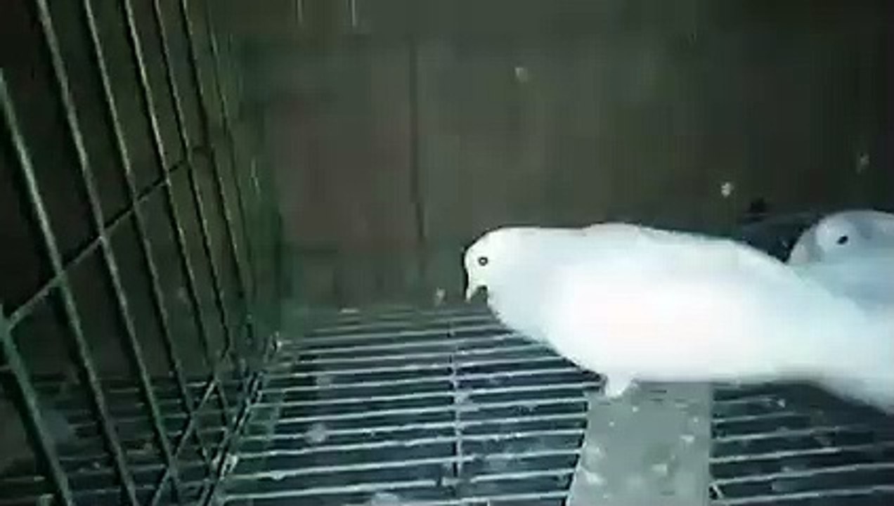 Male pigeon sound | Pigeon performance