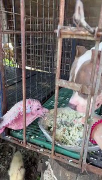 Dog Doesn't Want to Share With Turkey