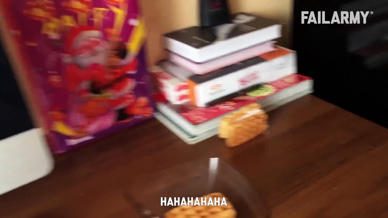 Funny Cat Fails   Funny Cat Compilation - FailArmy
