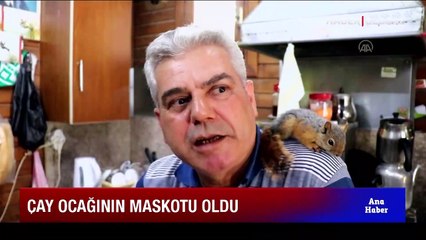 Çay keyfi yapan sincap ilgi odağı oldu