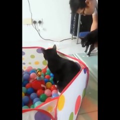 Funniest Cats - Don't try to hold back Laughter  - Funny Cats Life #7