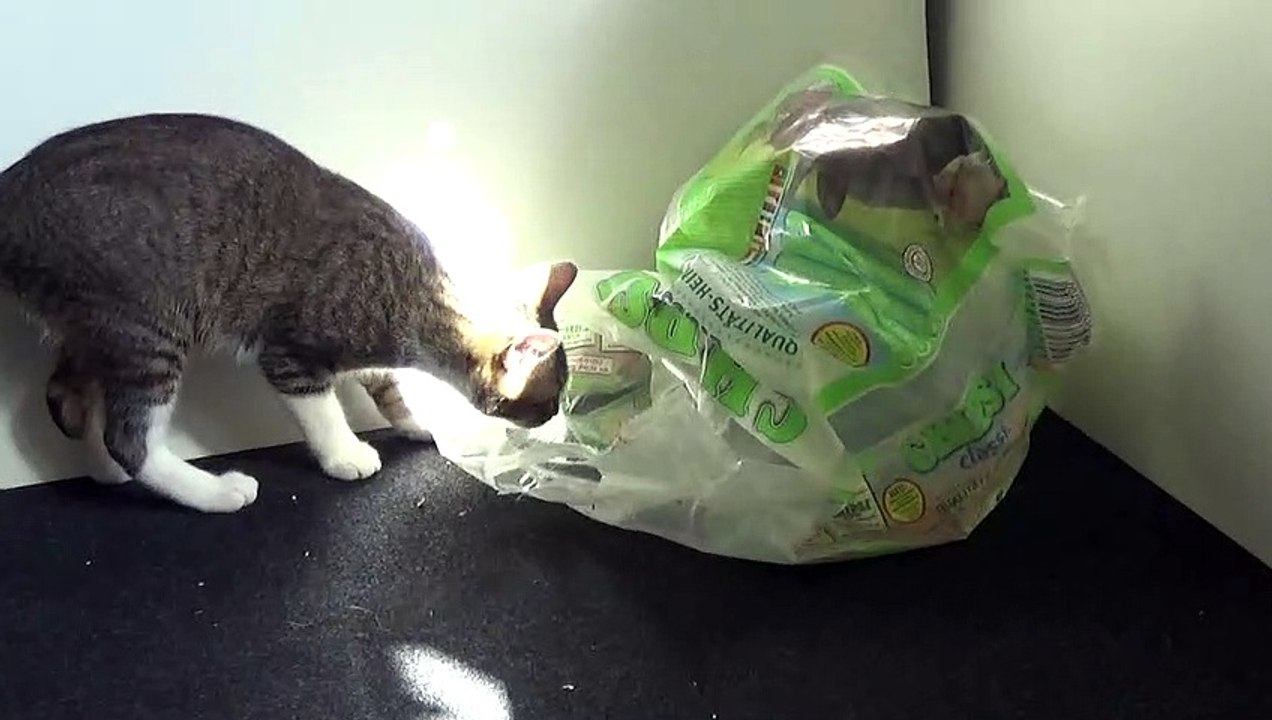 Funny Little Cat Plays with Plastic Bag