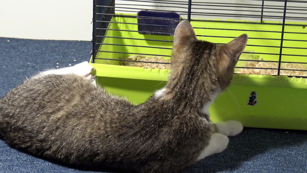 Hamsters Are So Fascinating