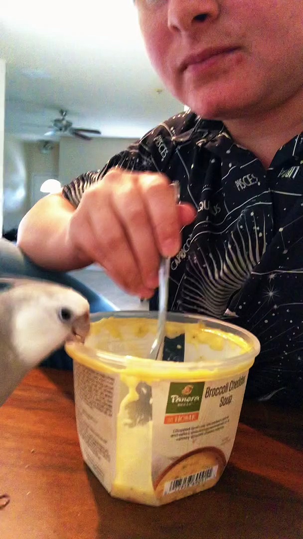 Soup the Cockatiel Head Bangs to Spoon Taps