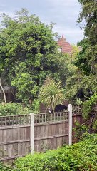 Magpie Torments Cat Walking Across Fence