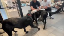 Perros sin correa: la nueva apuesta de este café de Nueva York