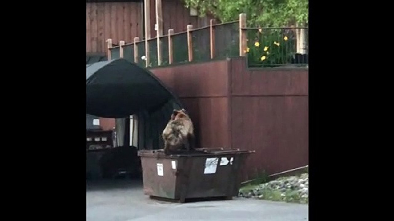 Frustrated Bear Tries Breaking into Dumpster