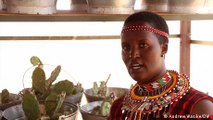 Kenyan herders fight invasive colonial-era plant