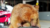 tn7-Bomberos de Palmar Norte lograron rescatar oso hormiguero-230622