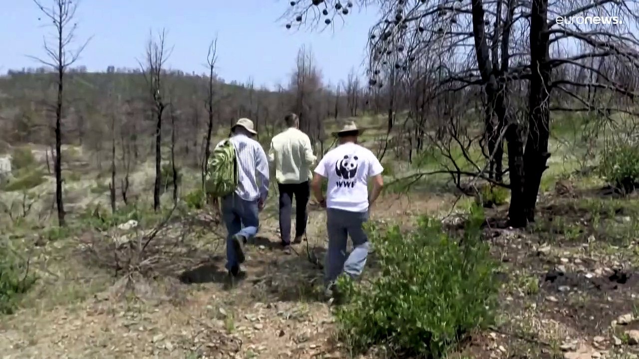 Grèce : près d'un an après les incendies, l'Eubée renaît lentement de ses cendres