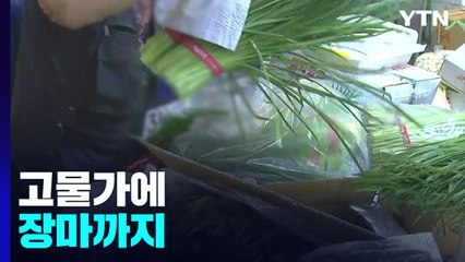 이미 '금값'인 채소 가격...장마에 더 오른다 / YTN