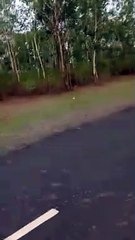 Video Story -  इस वनपरिक्षेत्र में हाथियों ने बिताया दो दिन, अब ढाई माह जिले की सीमा से हुए बाहर