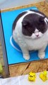 Funny Cat Animals ~ Bath Cat