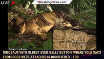 Dinosaur with oldest EVER 'belly button' where yolk sacs from eggs were attached is discovered - 1BR