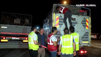 Kurbanlıkların istanbul'a girişi başladı