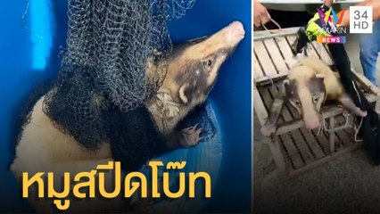 ชาวบ้านรุมจับ หมูหริ่ง ขึ้นสปีดโบ๊ทกลางดึก | ข่าวเที่ยงอมรินทร์ | 24 มิ.ย.65