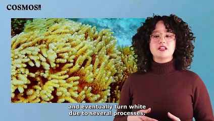 What is coral bleaching and how can it be avoided? | June 24, 2022 | Cosmos Magazine