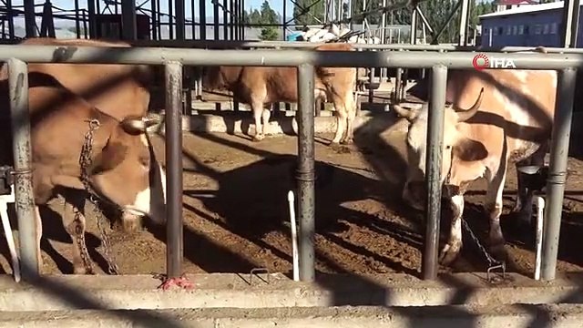 Kurban pazarının 'Kral'ı 50 bin TL'ye alıcısını bekliyor