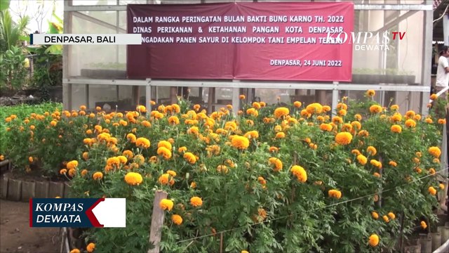 Walikota Denpasar Panen Sayur Bersama Kelompok Tani