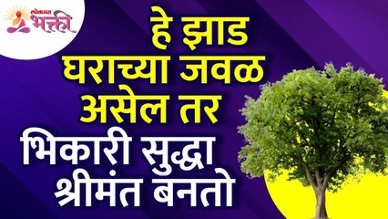 कोणते  झाड घराच्या जवळ असेल तर भिकारी सुद्धा श्रीमंत बनतो? Very Holy Tree for Money Vastu Shastra