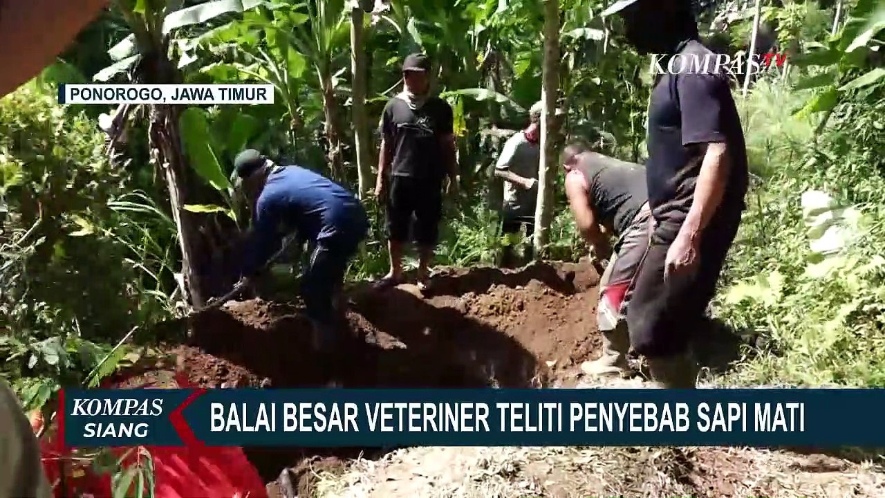 Pemerintah Akan Berikan Dana Ganti Rugi Jika Sapi Mati Karena PMK! Bagaimana Tata Cara Pengajuannya?