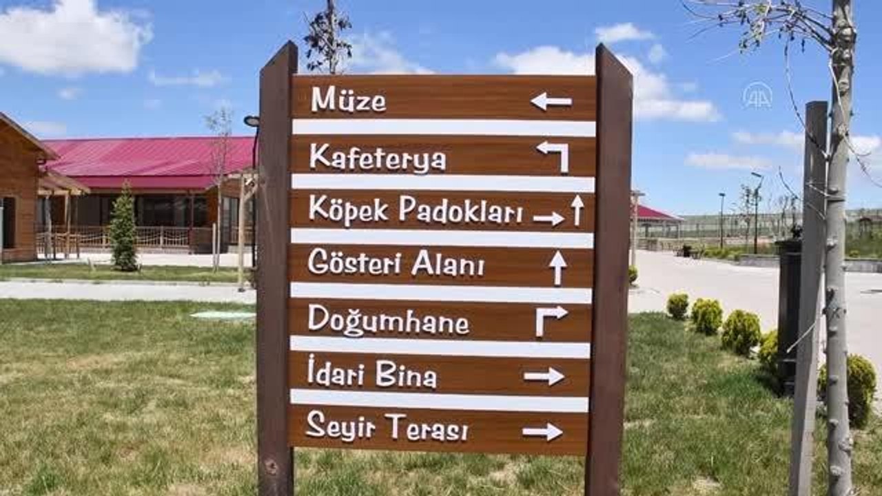 Kangal köpeği merkezinde damızlık ve yavru hedefine ulaşıldı