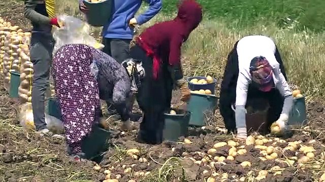Hasadına başlanan patateste 100 bin tonun üzerinde rekolte bekleniyor
