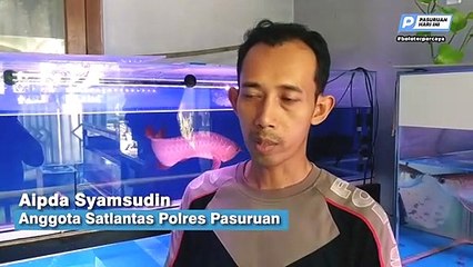 Polisi Jadi Dokter Ikan Arwana